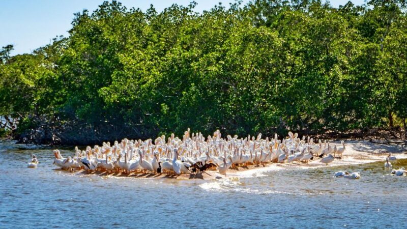 Everglades National Park: Pontoon Boat Tour & Boardwalk - Logistics and Practical Tips