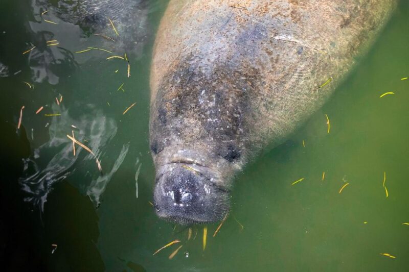 Everglades National Park: Pontoon Boat Tour & Boardwalk - The Strengths and Limitations of This Tour