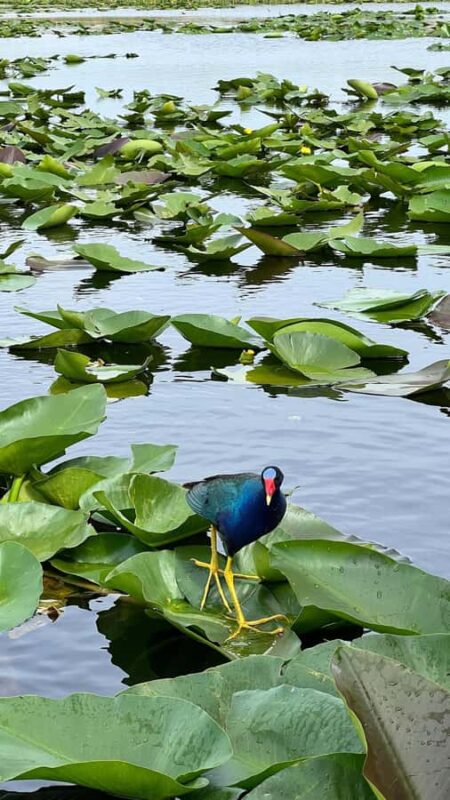 Everglades: on Flat Propelled Boat with Transportation - All-Inclusive Price with No Hidden Fees