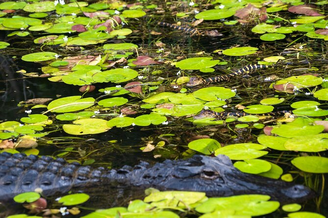 Everglades Park From Fort Lauderdale Round-trip Transportation - Logistics and Meeting Points in Fort Lauderdale