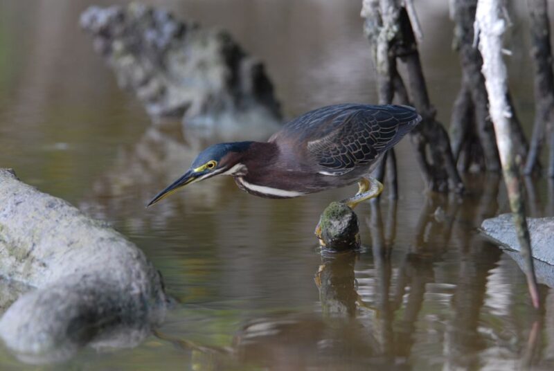 Everglades Private 2.5 Hour Photo and Birding Safari - Starting Point at The Port of the Islands Marina