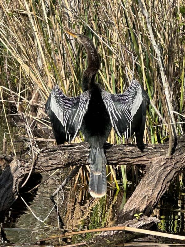 Everglades: Private Kayak Tour with Guide - Safety and Accessibility Considerations