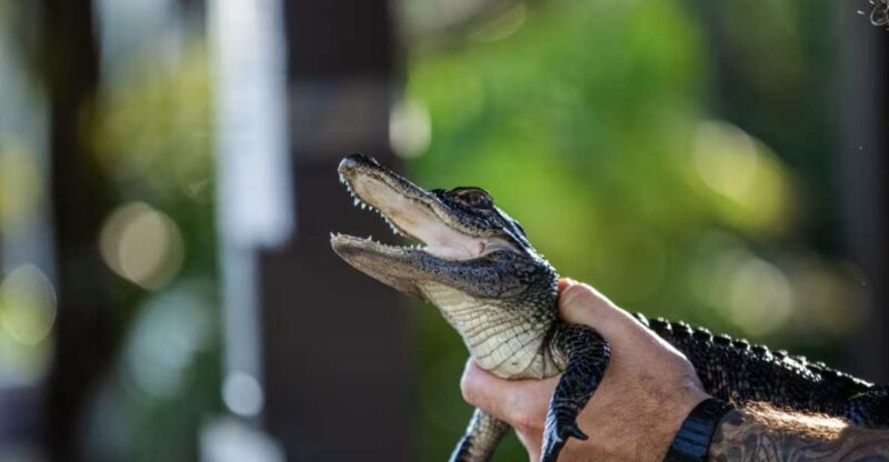 Everglades: Sawgrass Park Reptile Exhibit Private Tour - Logistics and Meeting Details