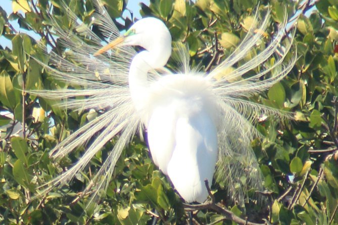 Everglades Small Group Guided Boating & Walking Tour Expedition - Learning About the Everglades Ecosystem and Culture