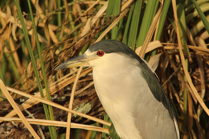 Everglades Small Group Guided Boating & Walking Tour Expedition - Practicalities: Meeting Point, Timing, and Accessibility