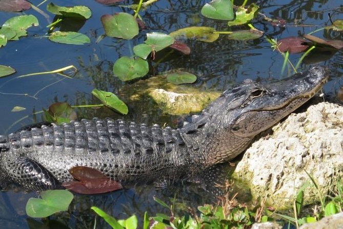 Everglades Tour in Miami - Considerations Based on Reviews