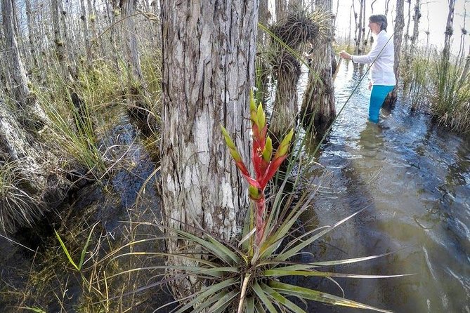 Everglades Tour w/ Biologist Led WET walk + 2 Boat Trips + Lunch! - Stops at Miccosukee Indian Village and Native Tree Islands