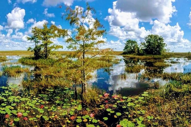 Everglades Tour w/ Biologist Led WET walk + 2 Boat Trips + Lunch! - Exploring the Swamps and Alligator Encounters at Loop Road