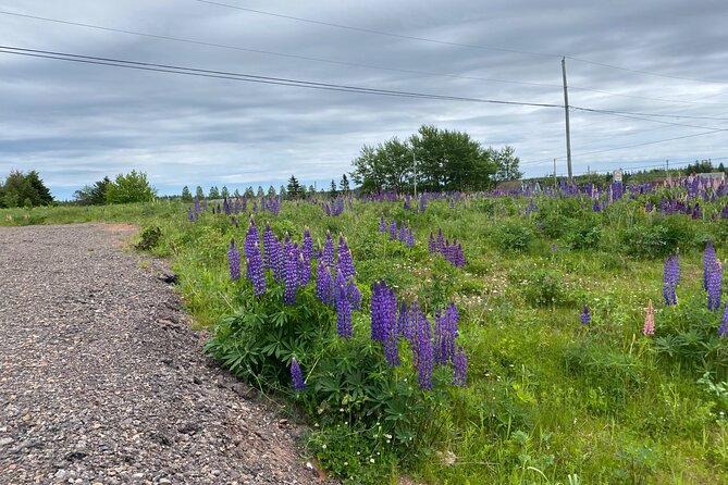Everything Anne of Green Gables Private Tour - Traveling through PEI National Park