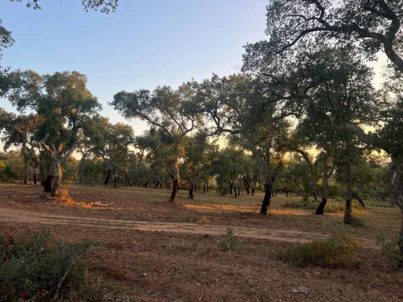Évora: Ancient Roman Temple & Kings Christ Tour - Explore Évoras Roman Heritage and Historic Streets in a Private Day Trip