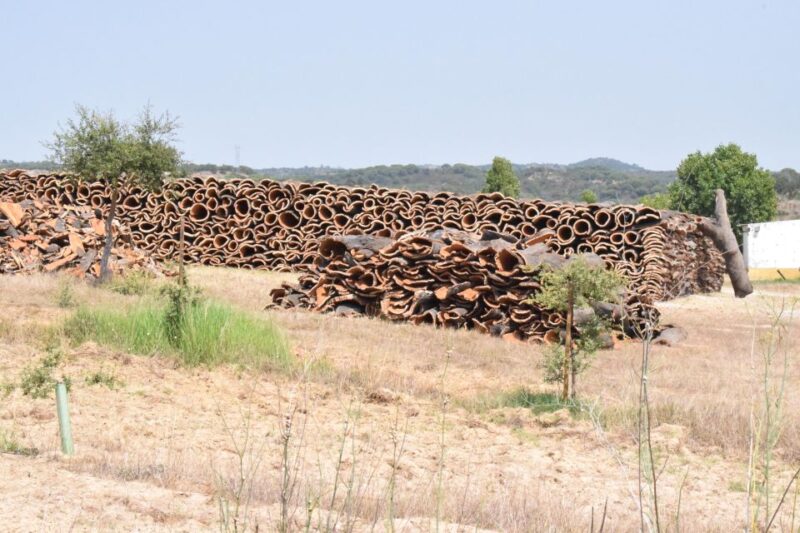 Évora: Ancient Roman Temple & Kings Christ Tour - Viewing Lisbon from the Kings Christ Statue