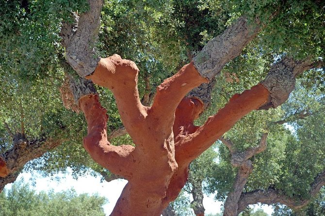 Evora and Monsaraz Wine Tasting Private Tour - Logistics, Booking, and Cancellation Policy