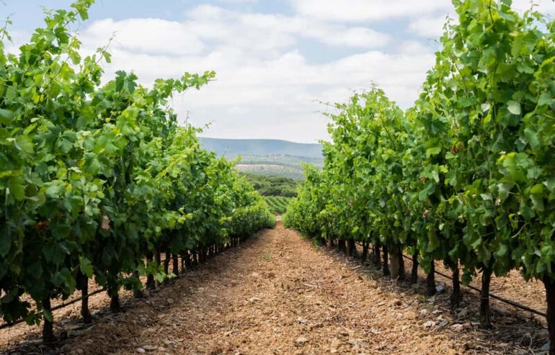 Evora: City Tour - 10h - Visiting the Roman Temple of Diana