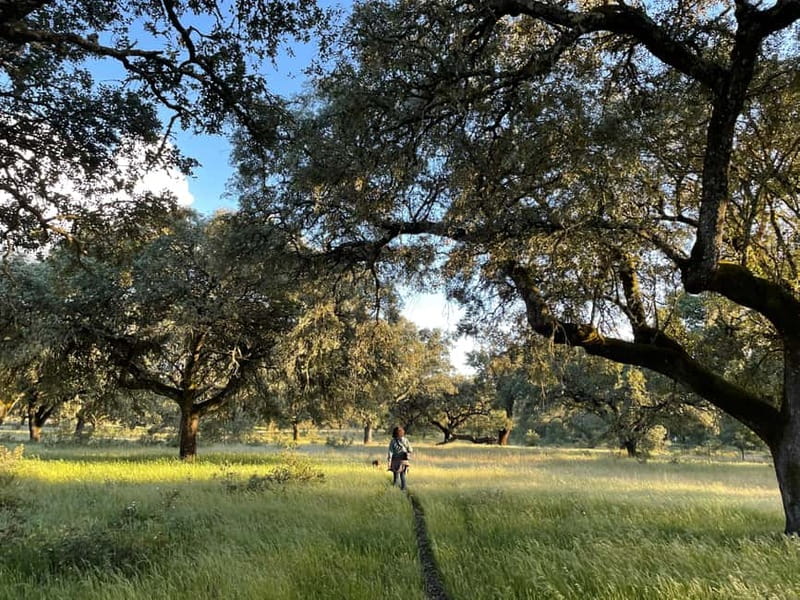 Évora: Cork Factory and Cork Farm Lunch included - Key Points