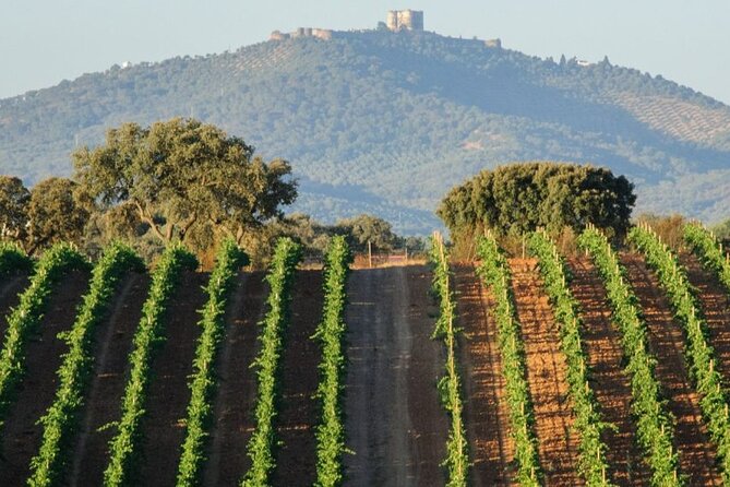 EVORA & MONSARAZ FULL-DAY PRIVATE TOUR with winery, cork & gourmet tavern - Cork Ecosystem at Corticarte - Arte em Cortica