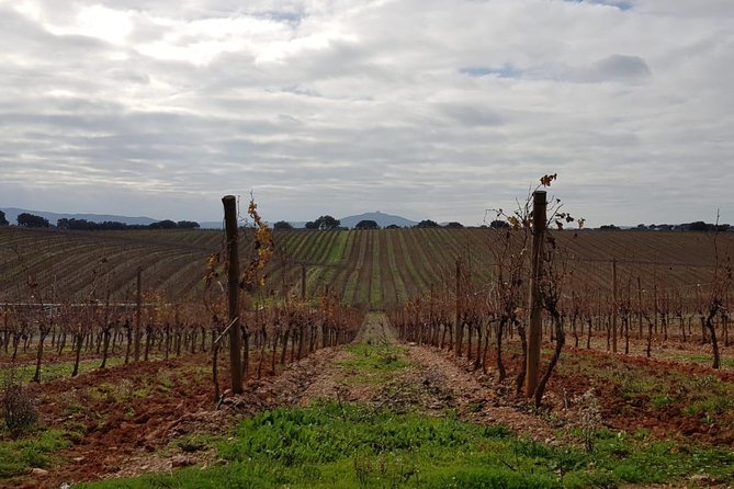Évora Private Tour - Cork Factory Visit & Wine Tasting Included - The Chapel of Bones: A Reflection on Mortality