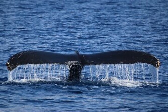 Exceptional Maui Whale Watch - Logistics and Practical Tips