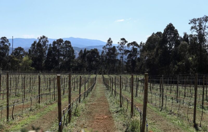 Exclusive 5-wine tasting - The Panoramic Vineyard Terrace and Scenic Views