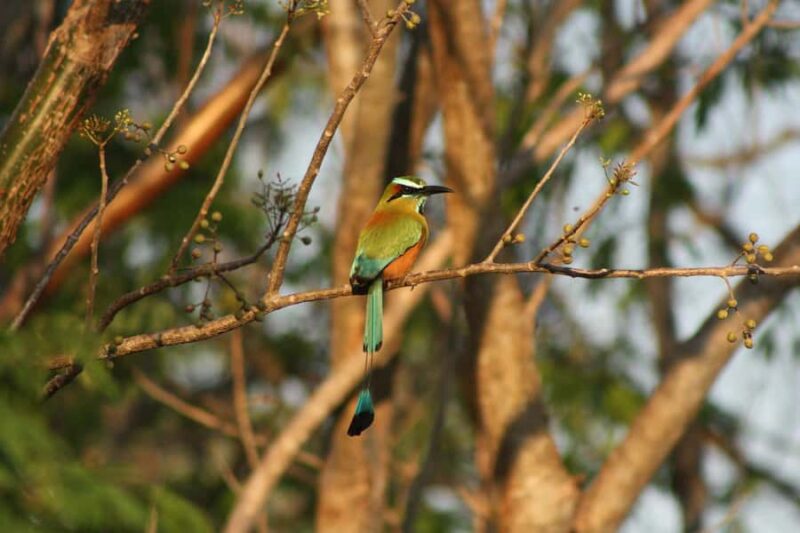 Exclusive birdwatching tour in Campeche - From Puerta de mar to the Yucatán Wilderness