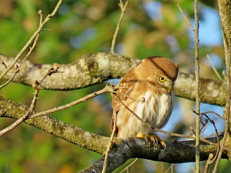 Exclusive birdwatching tour in Campeche - Two interpretive hiking sessions with photo stops