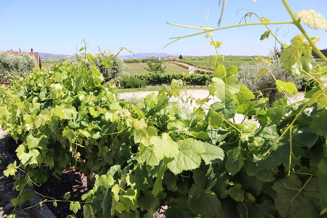 Exclusive Douro Valley: Visit 3 Wineries, 9 Wine Tastings & Lunch - Optional River Cruise and Extra Tastings