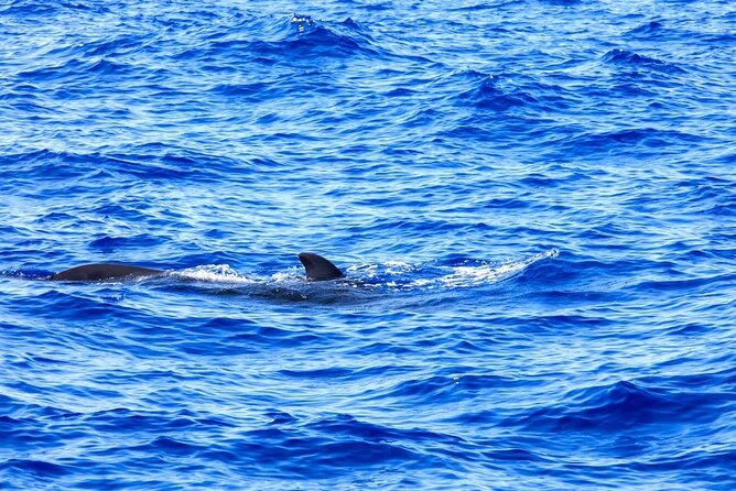 Exclusive Freebird Catamaran Whale & Dolphin to Masca From North - Departure and Meeting Details in Tenerife North