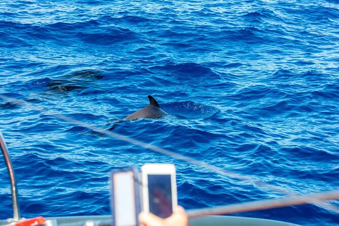 Exclusive Freebird Catamaran Whale & Dolphin to Masca From North - Swim Stop in Masca Bay