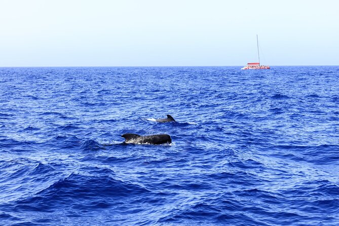 Exclusive Freebird Catamaran Whale & Dolphin to Masca From South - Scenic Sailing Along Tenerife’s Volcanic Coast