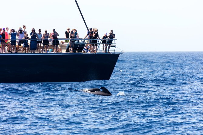 Exclusive Freebird Catamaran Whale & Dolphin to Masca From South - How This Tour Compares to Similar Experiences