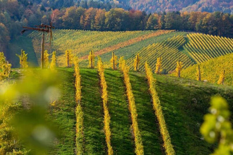 Exclusive Lambrusco Experiences - Discover the Charm of Emilia-Romagna Through Exclusive Lambrusco Experiences