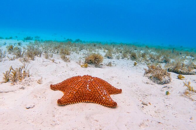 Exclusive Private Boat to El Cielo - Discovering Playa El Cielo’s Starfish Sanctuary