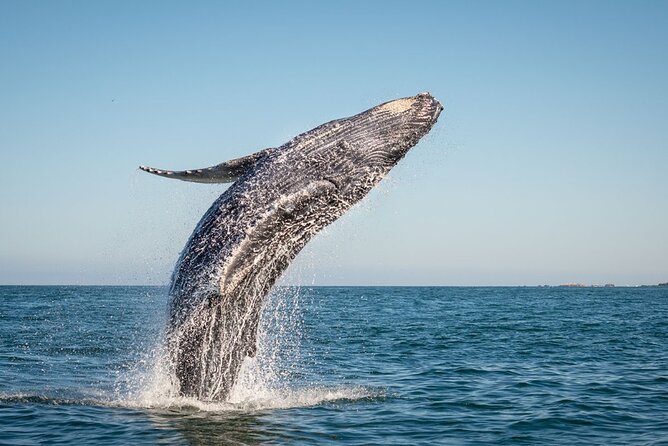 Exclusive Private Sailing Luxury Tour in Los Cabos - Gourmet Lunch and Open Bar Choices