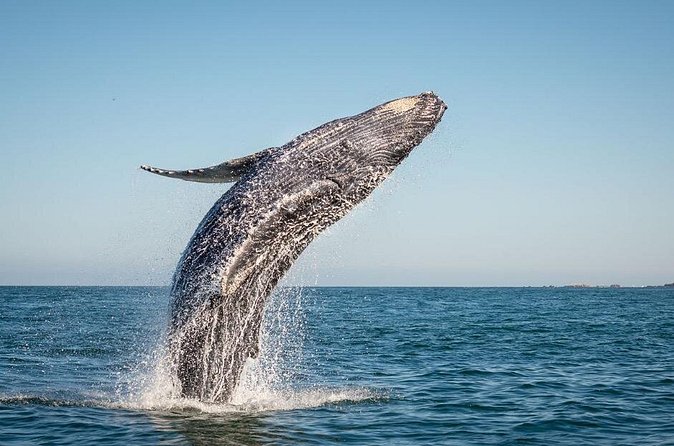 Exclusive Private Sailing Luxury Tour in Los Cabos - Water Activities and Equipment Provided