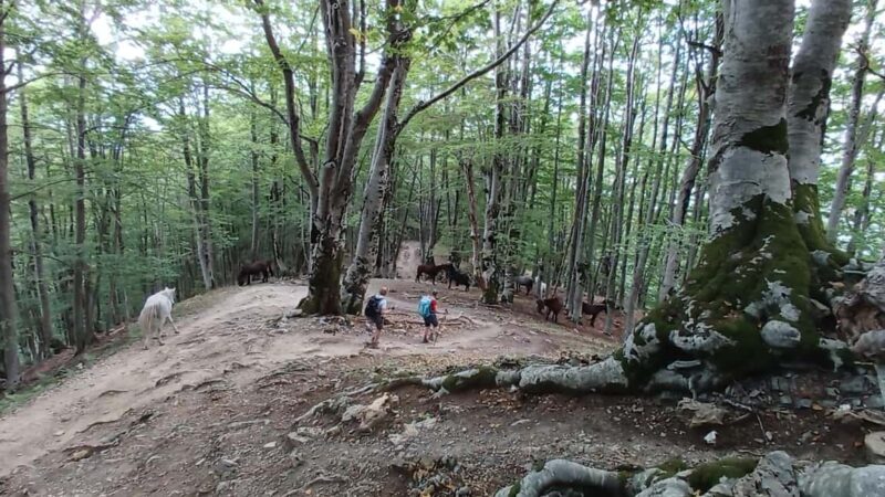 Exclusive Private Tour to Theth: Waterfall and the Blue Eye - Key Points