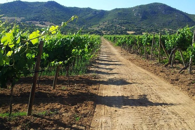 Exclusive Private Tuk-Tuk Tour: Visit to a Sardinian Winery - The Tuk-Tuk Ride and Guide’s Role