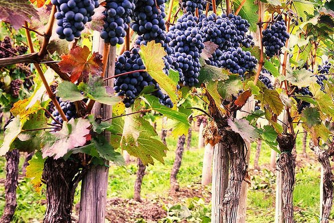 Exclusive Private Tuk-Tuk Tour: Visit to a Sardinian Winery - Considerations and Potential Limitations