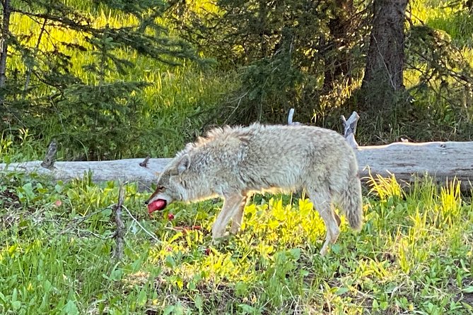 Exclusive Private Yellowstone Adventure: Explore The Lower Loop - Logistics and Convenience