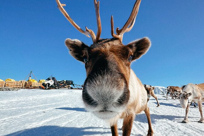 Exclusive Reindeers Experience in small groups, Tromso - Discover the Authentic Reindeer and Sami Culture in Tromso