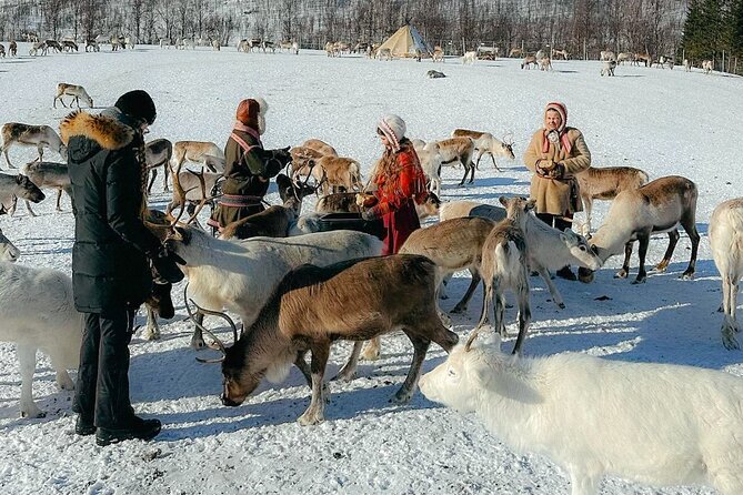 Exclusive Reindeers Experience in small groups, Tromso - Key Points