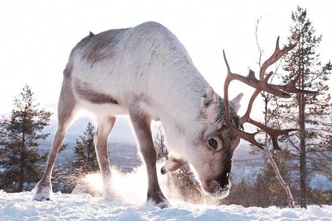 Exclusive Reindeers Experience in small groups, Tromso - Reindeer Feeding and Lasso Activities