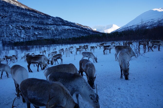 Exclusive Reindeers Experience in small groups, Tromso - Practical Information and Booking Details