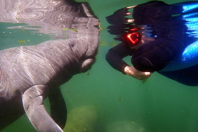 Exclusive Small Group VIP Heated Manatee Snorkel Tour - What Guests Can Expect During the Snorkeling Experience