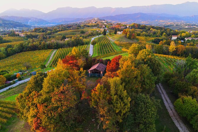 Exclusive Tour of the Vineyards with Visit to the Cellar! - Key Points