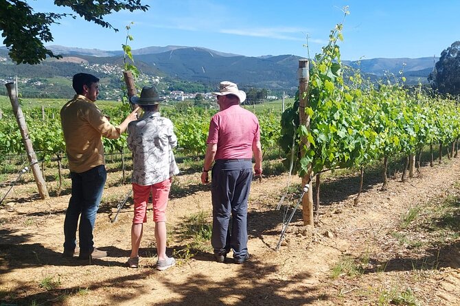 Exclusive Vinho Verde (Green Wine) experience & lunch - Explore the Authentic Vinho Verde Region with a Private Tour from Porto