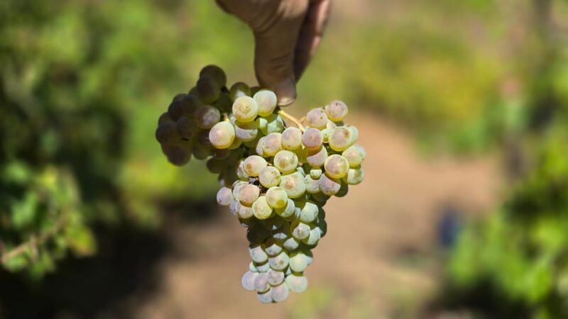 Exclusive Vinho Verde (Green Wine) experience & lunch - Explore the Authentic Vinho Verde Region with a Private Tour from Porto