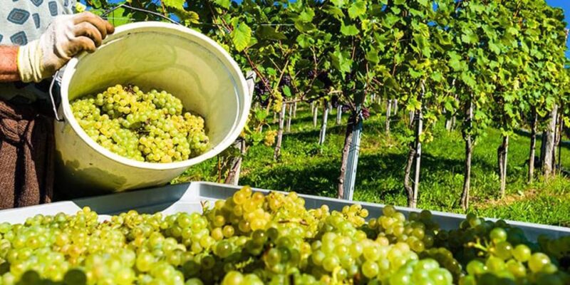 Exclusive Vinho Verde (Green Wine) experience & lunch - How the Tour Compares to Others