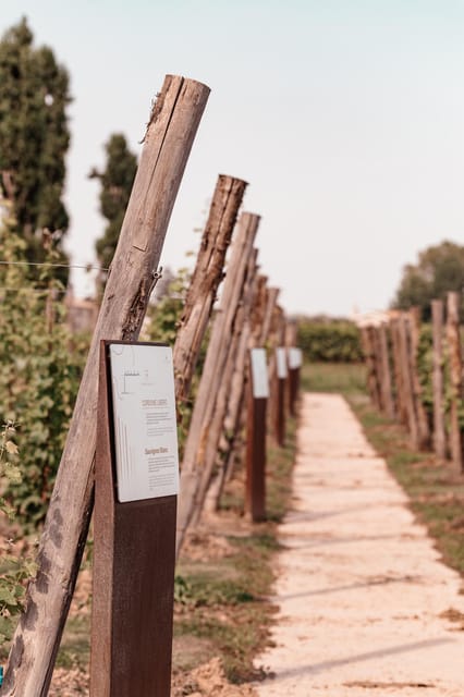 Exclusive Wine Experience: Venetian Best Vineyards - Walk Through the Barrel Area and Vineyard Views