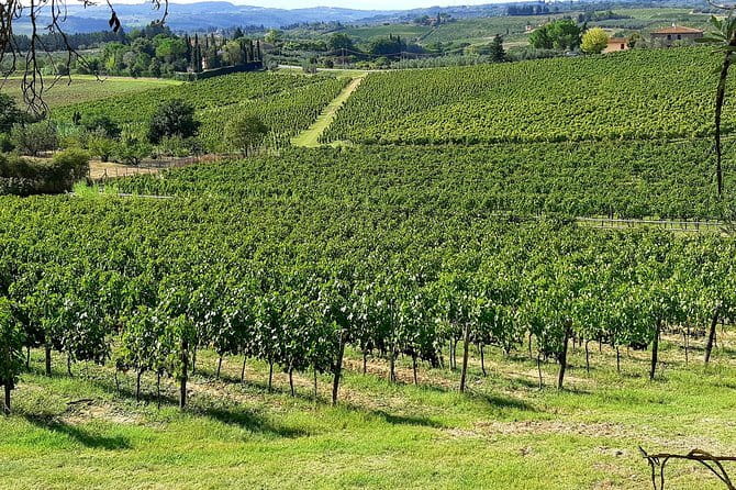 EXCLUSIVE Wine Tour in Chianti & San Gimignano (Lunch & Wine Tasting included) - The Richness of Chiantis Backcountry Vistas