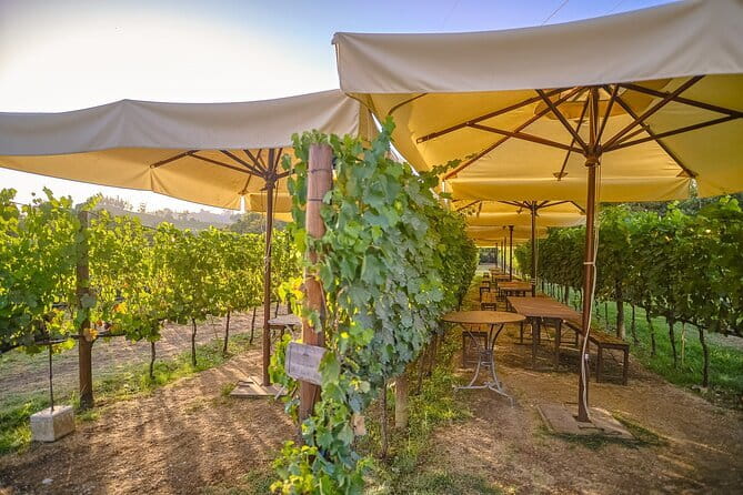 Exclusive Winery Tour with Tasting and Dinner in Chianti vineyard - The Dinner in the Vineyard