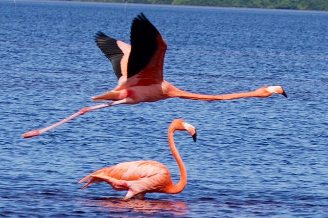 Excursion to Celestun Biosphere and Beach Day from Merida - Excursion to Celestun Biosphere and Beach Day from Merida: An In-Depth Review